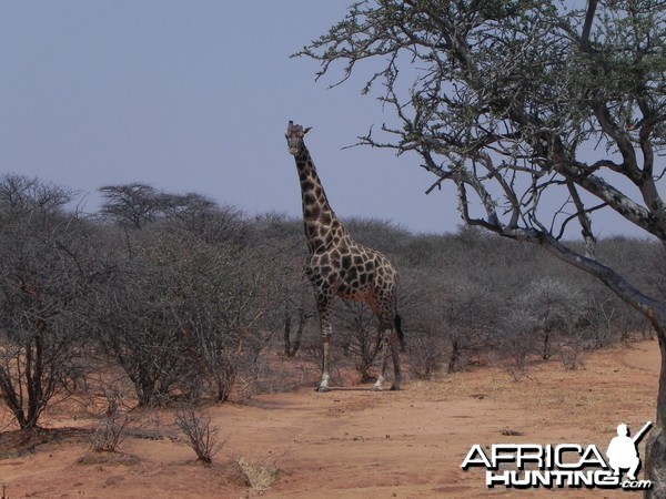 Giraffes Bull Namibia
