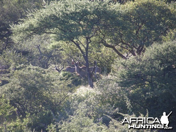 Greater Kudu Namibia