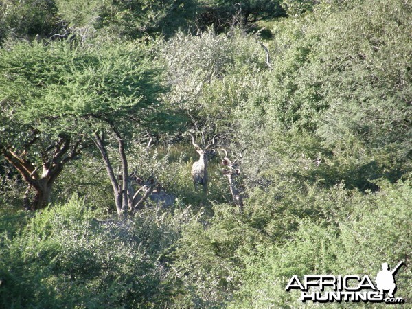 Greater Kudu Namibia