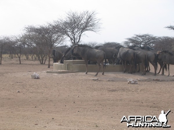 Blue Wildebeest Namibia