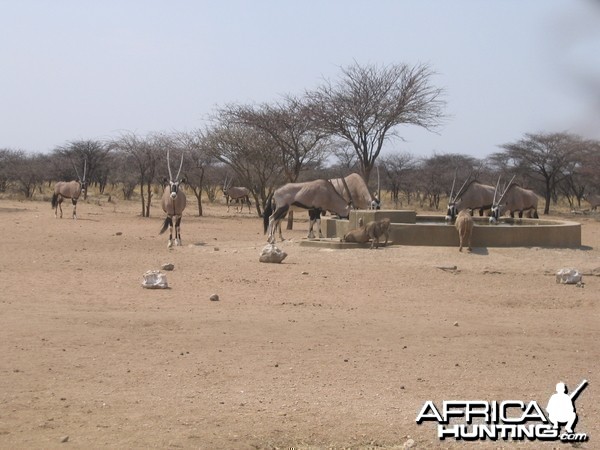 Oryx Namibia