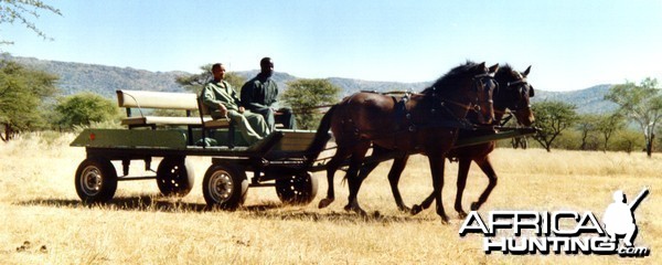 Horse Carriage Namibia