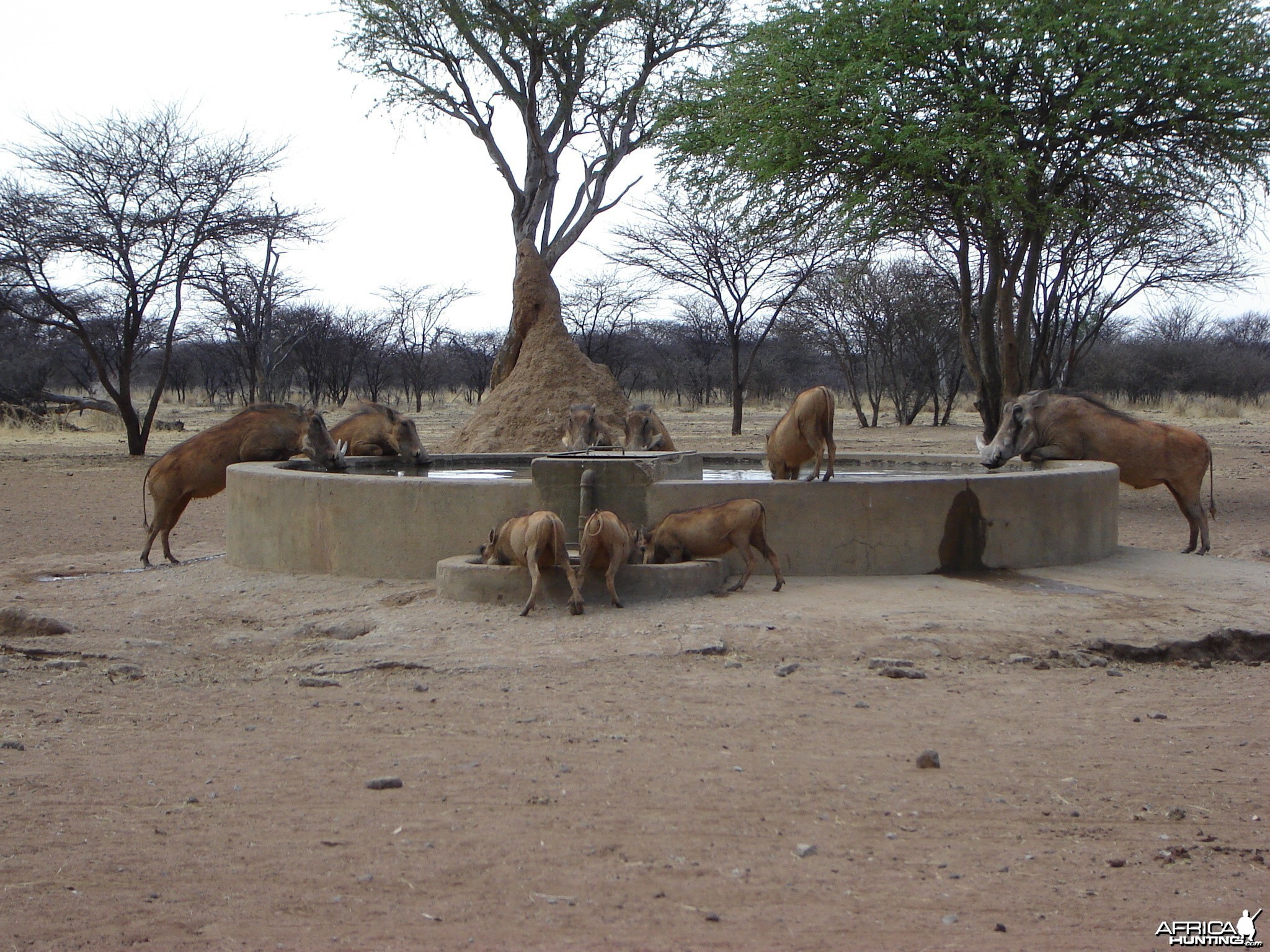 Warthog Namibia