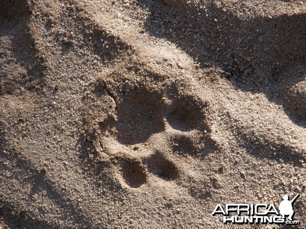 Leopard Track