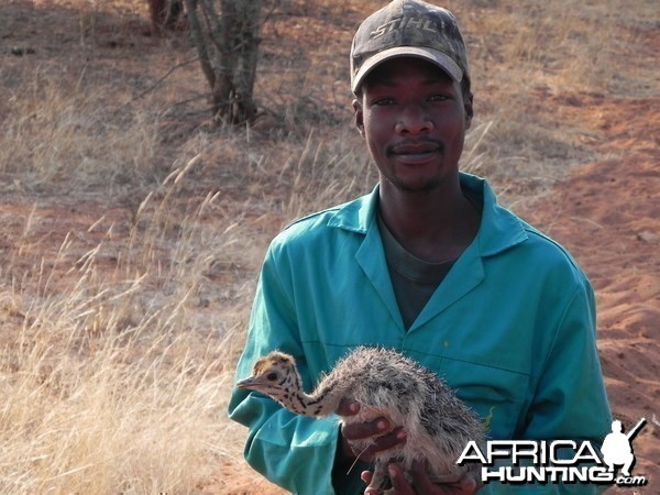 Ostrich Chick Namibia