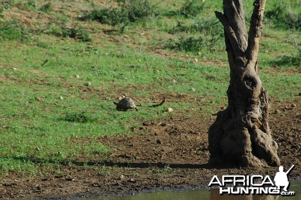 Tortoise Namibia