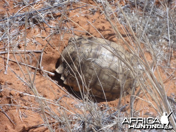 Tortoise Namibia