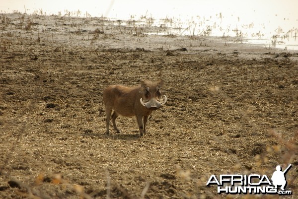 Warthog Namibia