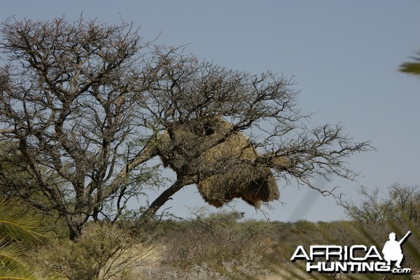 Weaver Nest Namibia