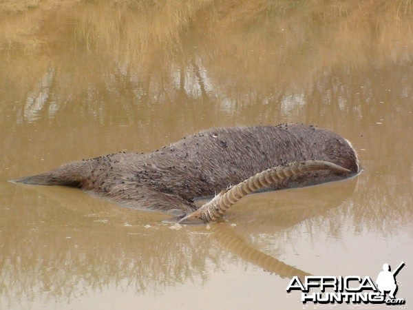 Dead Waterbuck in Water