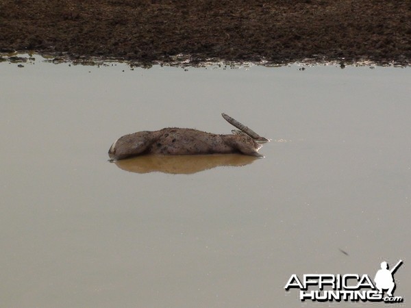 Dead Waterbuck in Water