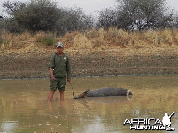 Dead Waterbuck in Water