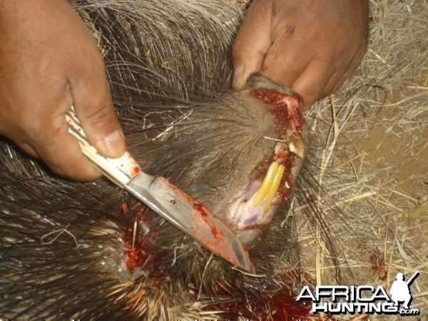 African Porcupine Teeth