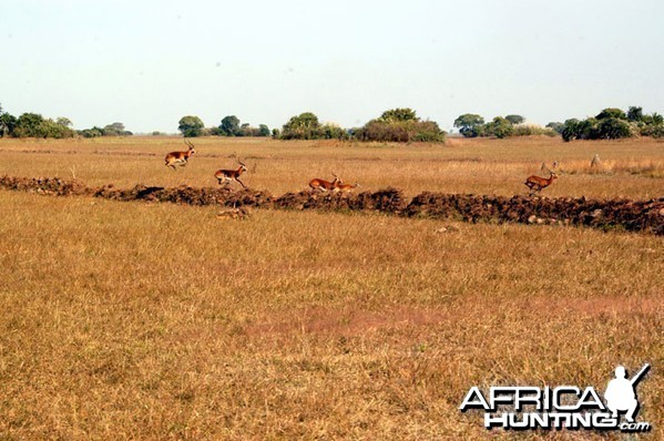 Black Lechwe Zambia