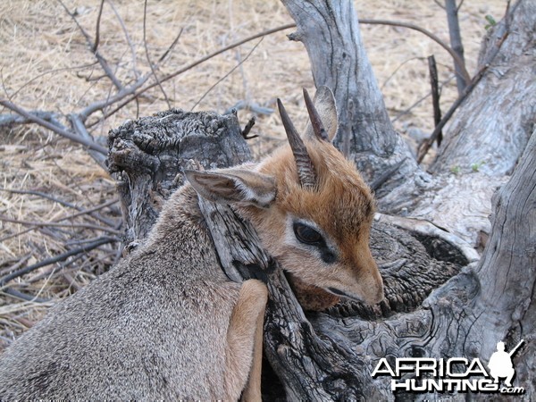 Damara Dik Dik Namibia