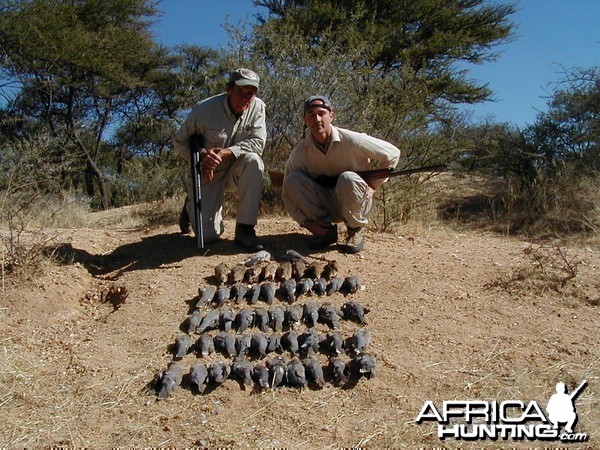 Bird Hunting Namibia Africa