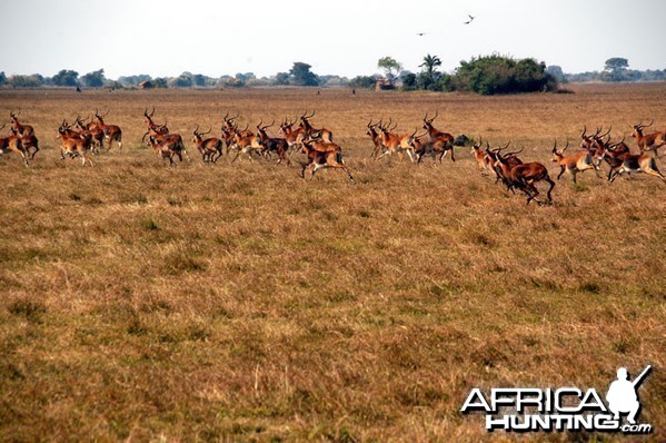 Hunting Black Lechwe Zambia