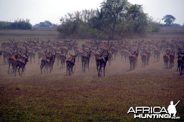 Hunting Black Lechwe Zambia