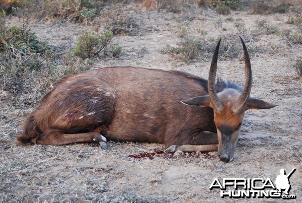 Bushbuck Hunt in Eastern Cape