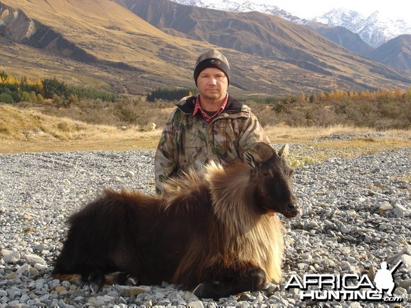 New Zealand Tahr Hunt