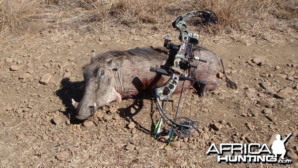 Hunting trip South Africa - my first Warthog