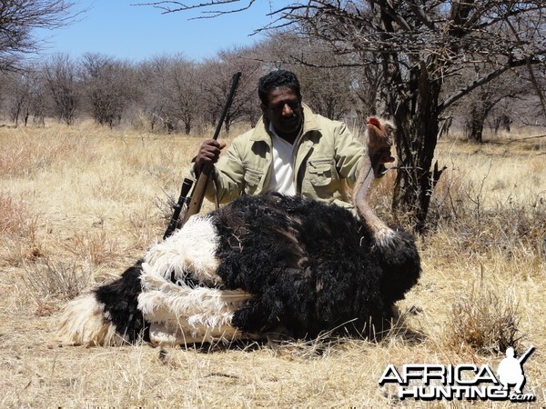 Hunting Ostrich in Namibia