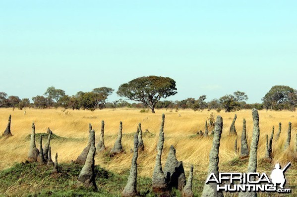 Hunting Zambia