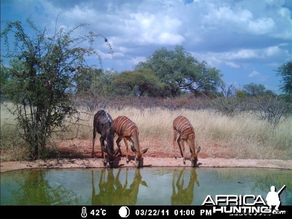 Nyala at Tally Ho Game Ranch South Africa