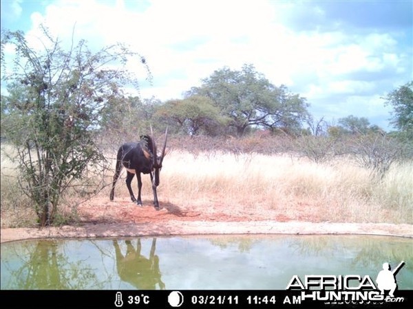 Sable at Tally Ho Game Ranch South Africa