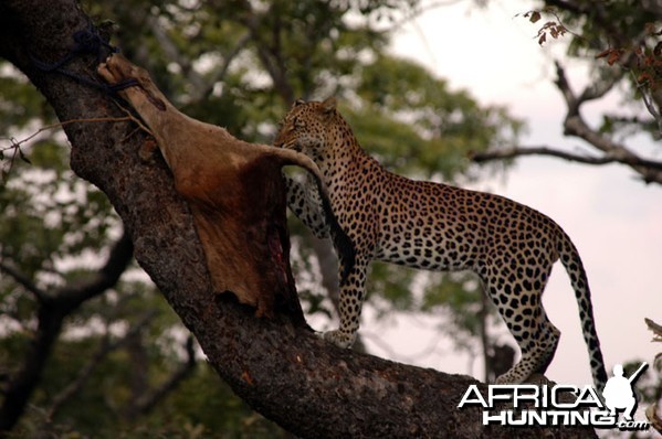 Zambia Hunting Leopard on Bait