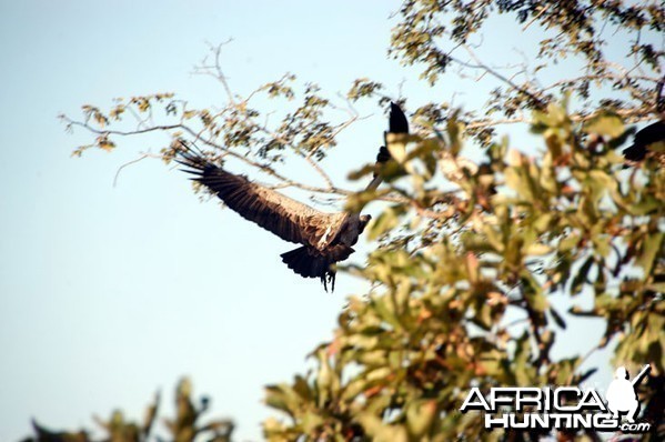 Vulture in Zambia