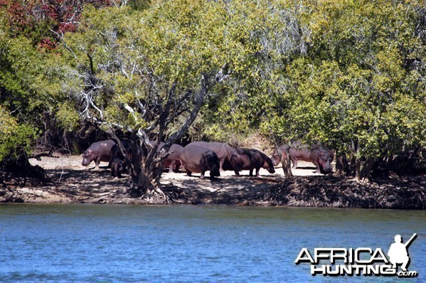 Hunting Hippo in Zambia