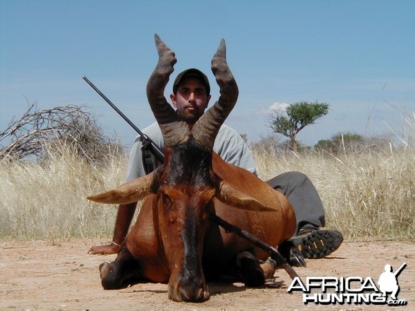 Hunting Red Hartebeest in Namibia