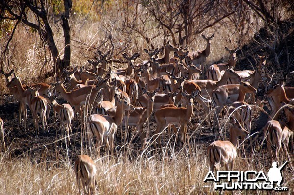 Hunting Impala in Zambia