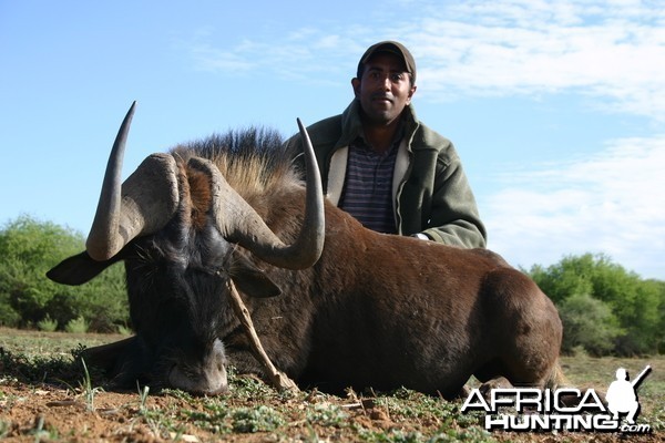 Hunting Black Wildebeest in Namibia