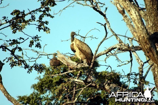 Vulture in Zambia