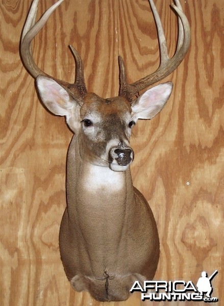 Ohio Archery Season Whitetail Deer