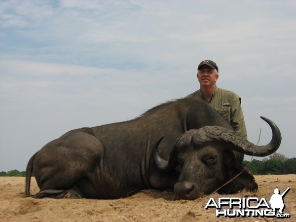 Buffalo  - Zambezi Valley