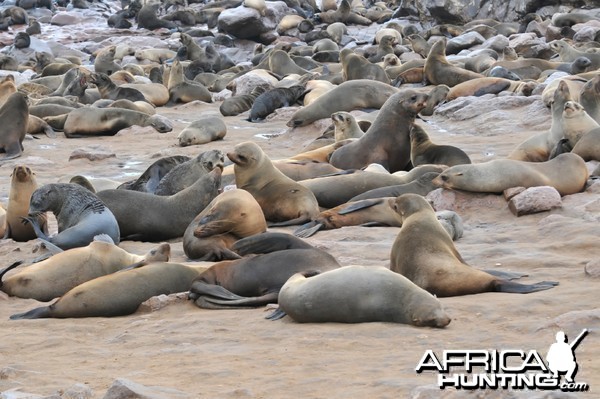 Cape Fur Seal Namibia