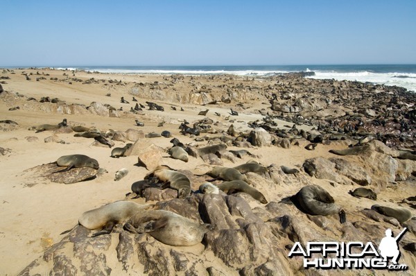 Cape Fur Seal Namibia