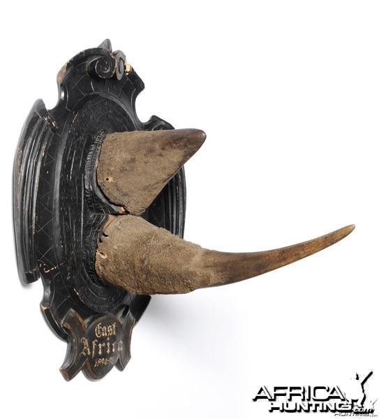 Black Rhinoceros Horns