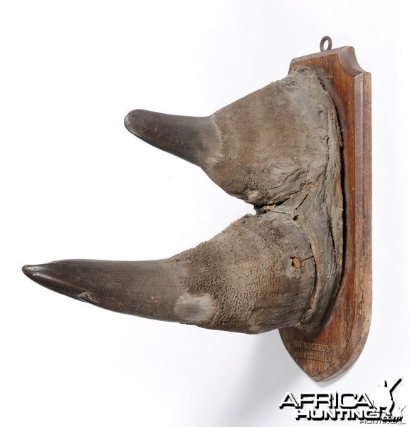 Black Rhinoceros Horns