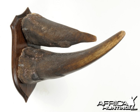 White Rhinoceros Horns