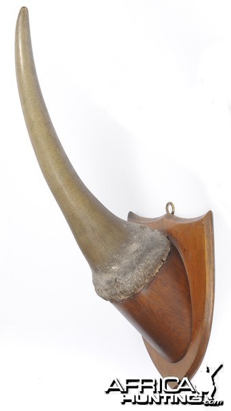 White Rhinoceros Horn