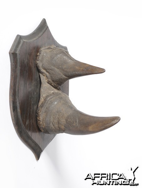 Black Rhinoceros Horns