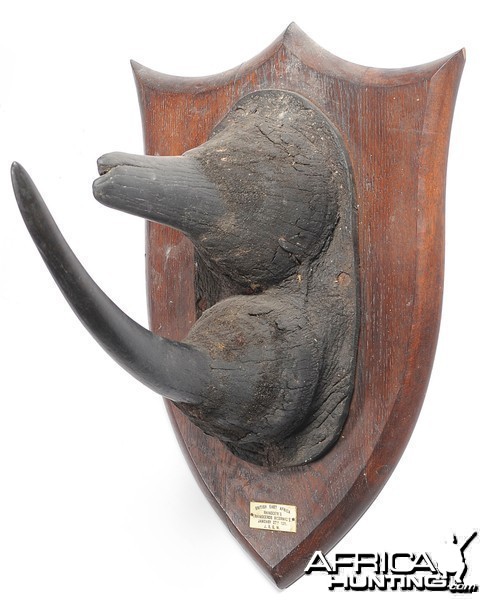Black Rhinoceros Horns