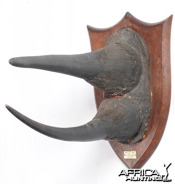 Black Rhinoceros Horns