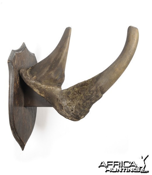 White Rhinoceros Horns