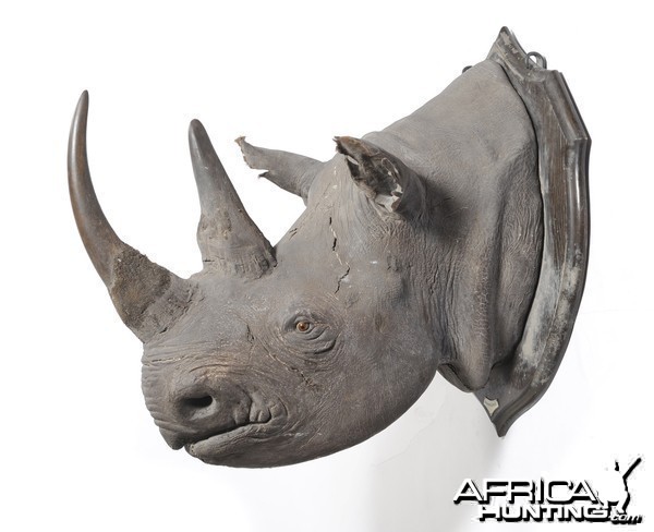 Black Rhinoceros Taxidermy Mount