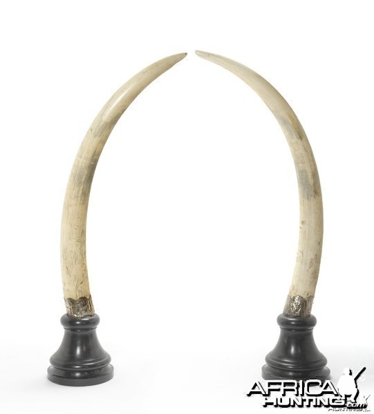 Pair of Elephant Tusks